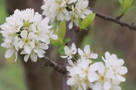 六枝巖腳鎮(zhèn)那灑村：蜂糖李綻開“致富花”，產(chǎn)業(yè)帶出“甜日子”