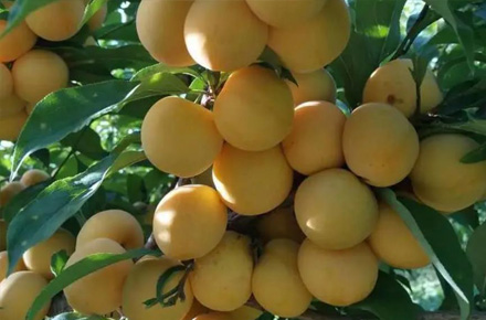 昂貴極品水果“蜂糖李”，高產(chǎn)“秘訣”來了！這就是獨(dú)一無二