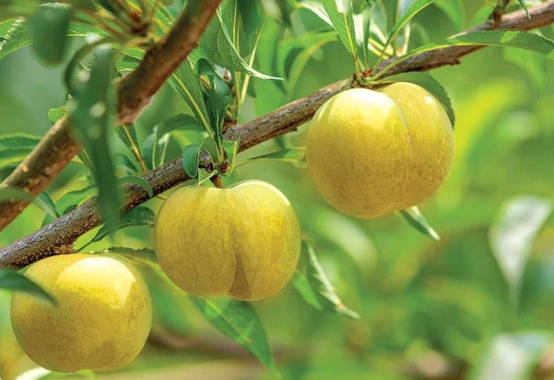 鎮(zhèn)寧蜂糖李