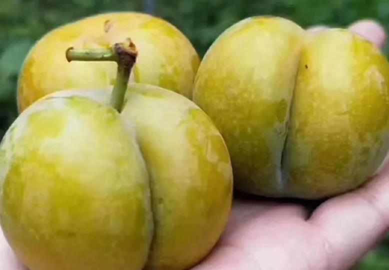 蜂糖李為什么這么貴？來看看它的故事